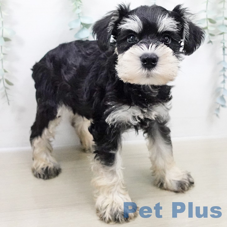 栃木県のミニチュアシュナウザー (ペットプラス イオンモール佐野新都市店/2025年8月22日生まれ/男の子/ブラックシルバー)の子犬の2枚目の画像