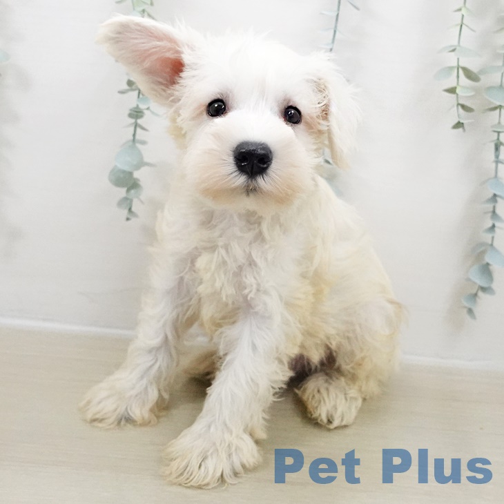 千葉県のミニチュアシュナウザー (ペットプラス 幕張新都心店/2025年8月22日生まれ/男の子/ホワイト)の子犬の1枚目の画像