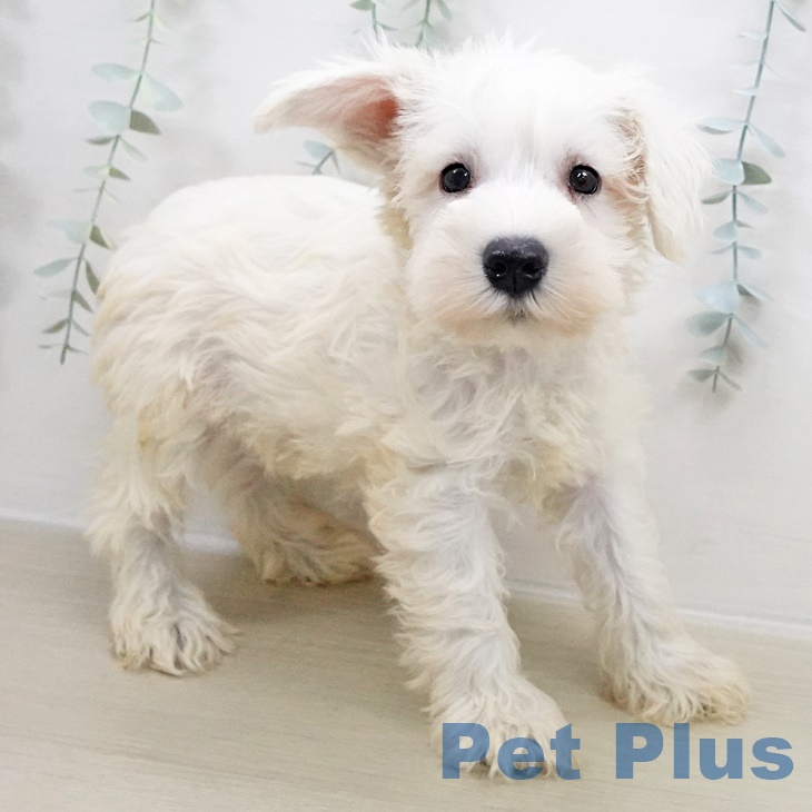 千葉県のミニチュアシュナウザー (ペットプラス 幕張新都心店/2025年8月22日生まれ/男の子/ホワイト)の子犬の2枚目の画像