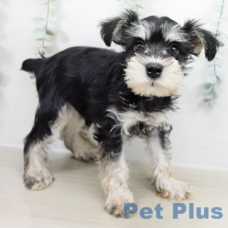 東京都のミニチュアシュナウザー (ペットプラス MARK IS 葛飾かなまち店/2025年8月22日生まれ/女の子/ブラックシルバー)の子犬の2枚目の画像
