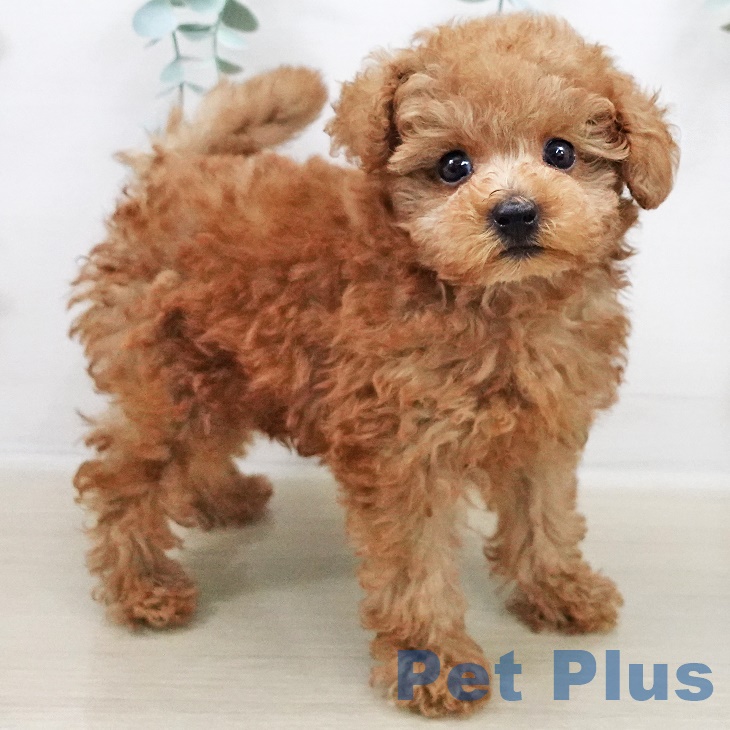 2025年8月22日生まれのトイプードル(トイ)の2枚目の写真