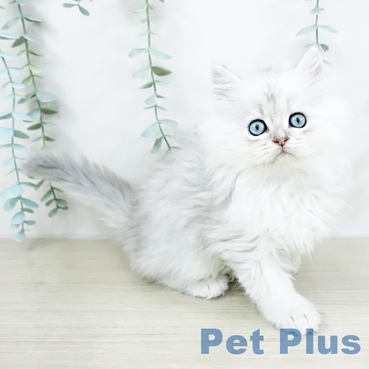 宮城県のペルシャ (ペットプラス 仙台泉大沢店/2025年8月20日生まれ/男の子/チンチラシルバー)の子猫の1枚目の画像