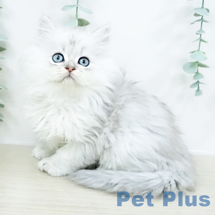 宮城県のペルシャ (ペットプラス 仙台泉大沢店/2025年8月20日生まれ/男の子/チンチラシルバー)の子猫の2枚目の画像