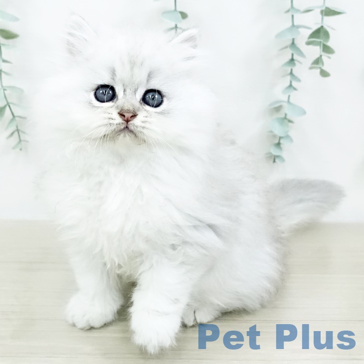 ペルシャ