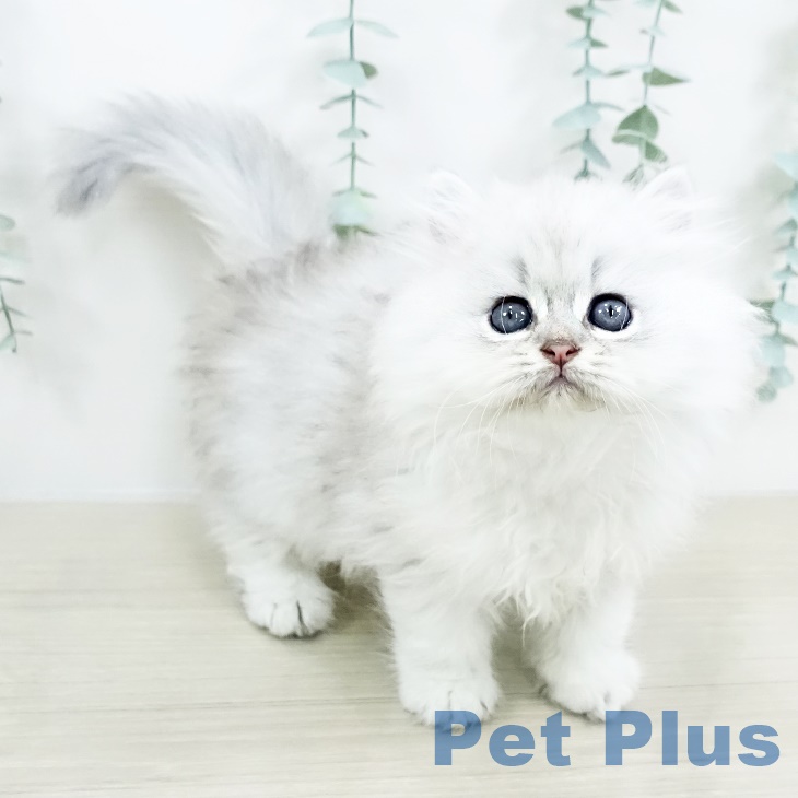ペルシャの写真2