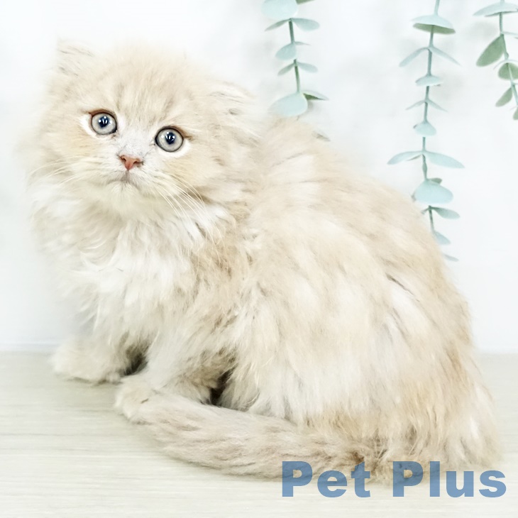 スコティッシュフォールド