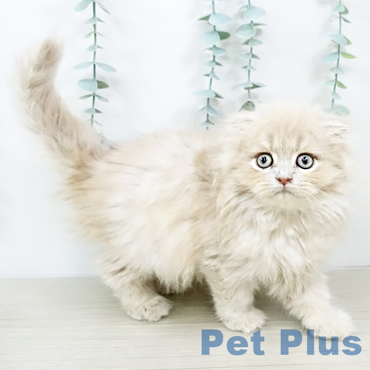 スコティッシュフォールドの写真2