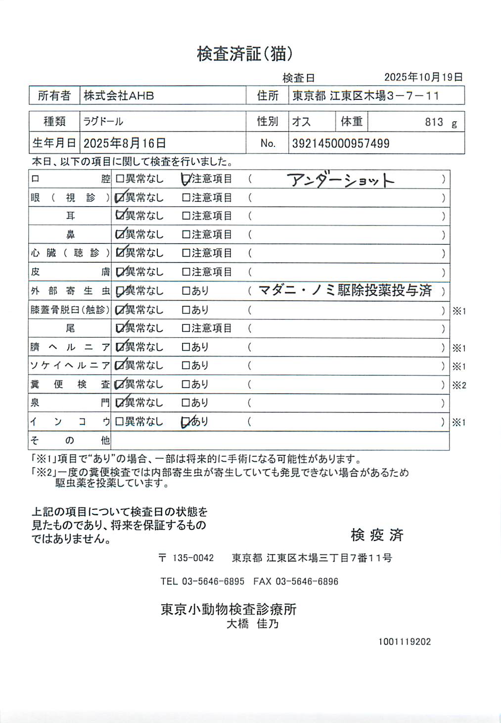 ラグドール