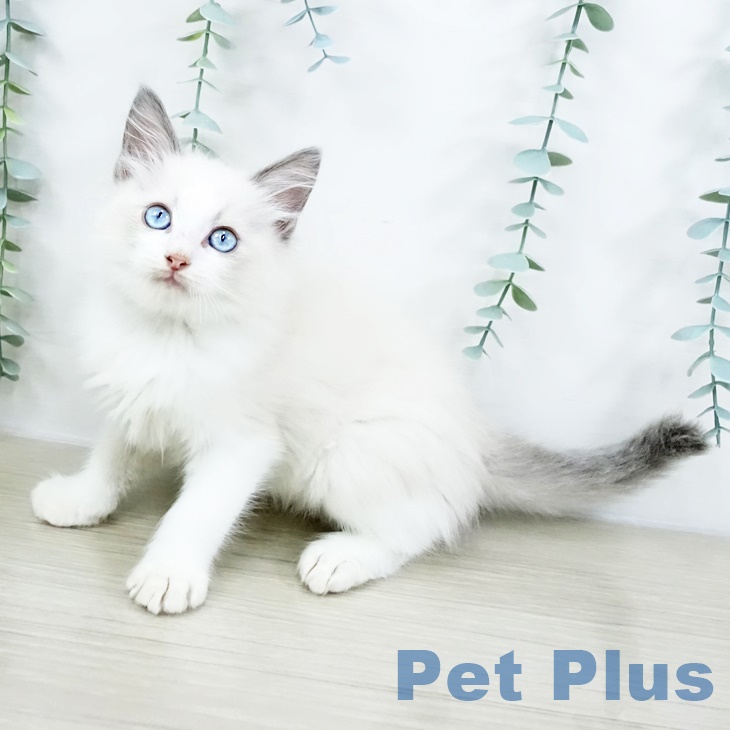 千葉県のラグドール (ペットプラス 柏店/2025年8月16日生まれ/男の子/ブルーポイントバイカラー)の子猫の1枚目の画像