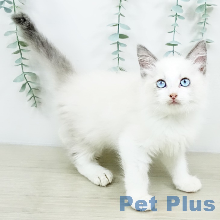 千葉県のラグドール (ペットプラス 柏店/2025年8月16日生まれ/男の子/ブルーポイントバイカラー)の子猫の2枚目の画像