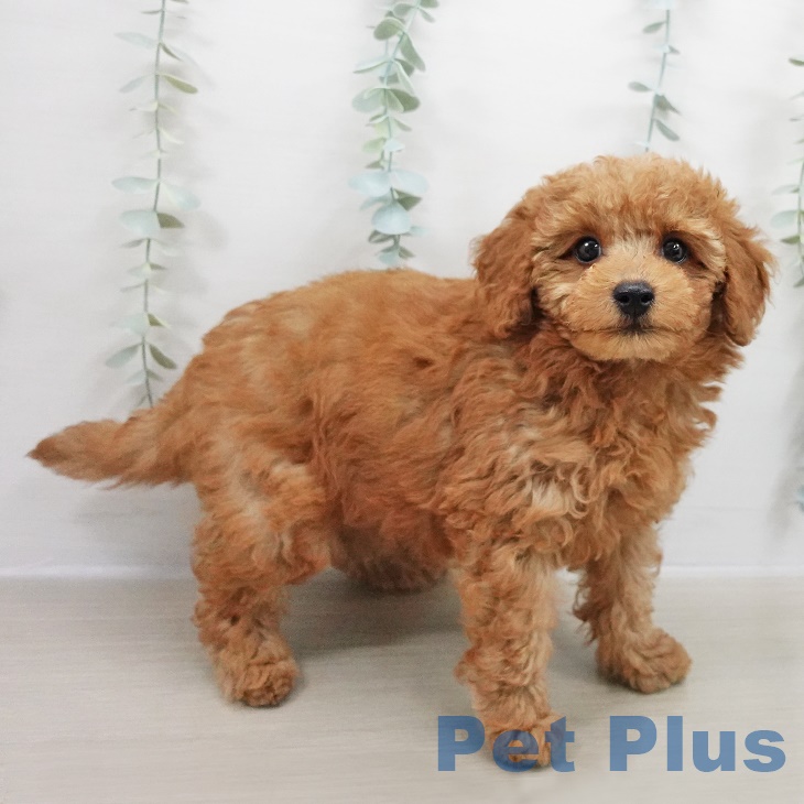 東京都のトイプードル(トイ) (ペットプラス MARK IS 葛飾かなまち店/2025年8月22日生まれ/男の子/レッド)の子犬の1枚目の画像