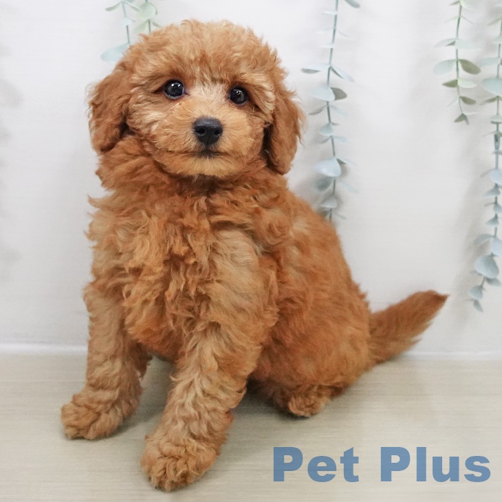 東京都のトイプードル(トイ) (ペットプラス MARK IS 葛飾かなまち店/2025年8月22日生まれ/男の子/レッド)の子犬の2枚目の画像