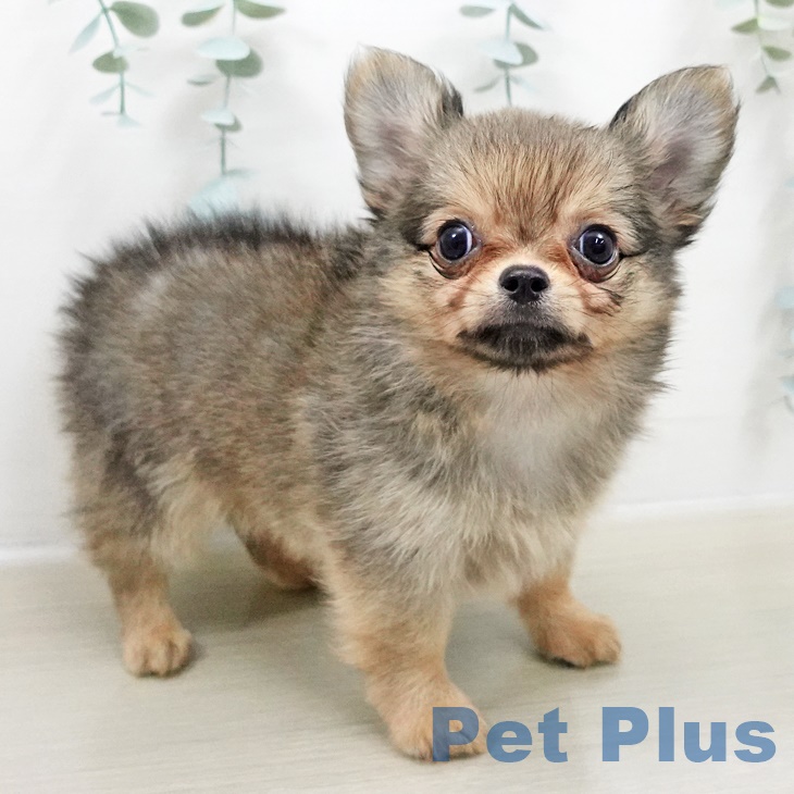 神奈川県のチワワ(ロング) (ペットプラス 川崎ルフロン店/2025年8月20日生まれ/男の子/セーブル)の子犬の1枚目の画像