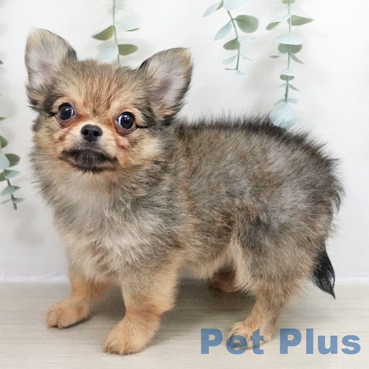 神奈川県のチワワ(ロング) (ペットプラス 川崎ルフロン店/2025年8月20日生まれ/男の子/セーブル)の子犬の2枚目の画像