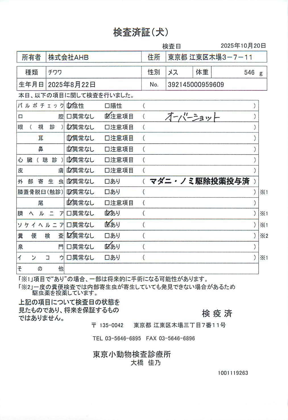 チワワ