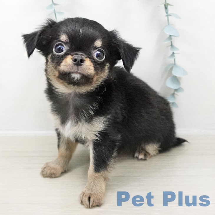 埼玉県のチワワ(ロング) (ペッツワン 新座店/2025年8月22日生まれ/男の子/ブラックタン)の子犬の1枚目の画像