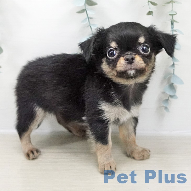 埼玉県のチワワ(ロング) (ペッツワン 新座店/2025年8月22日生まれ/男の子/ブラックタン)の子犬の2枚目の画像