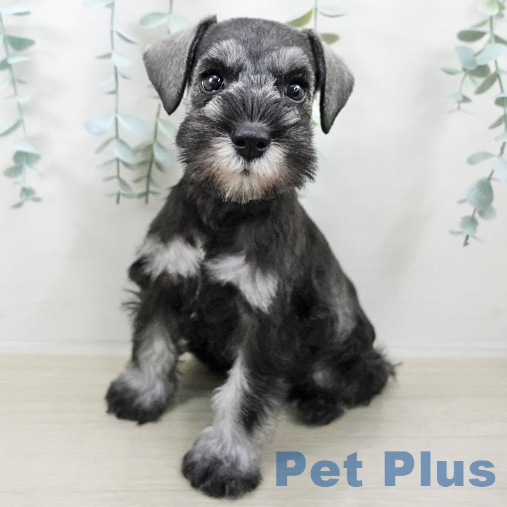 千葉県のミニチュアシュナウザー (ペットプラス 幕張新都心店/2025年8月19日生まれ/女の子/ソルトペッパー)の子犬の1枚目の画像