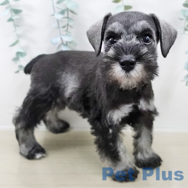 千葉県のミニチュアシュナウザー (ペットプラス 幕張新都心店/2025年8月19日生まれ/女の子/ソルトペッパー)の子犬の2枚目の画像