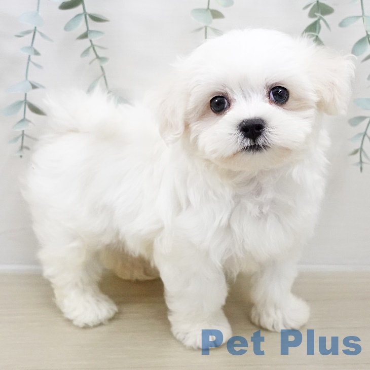 群馬県のマルチーズ (ペットプラス 前橋店/2025年8月22日生まれ/男の子/ホワイト)の子犬の1枚目の画像