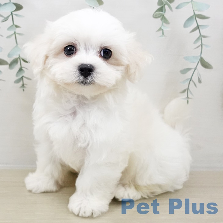 群馬県のマルチーズ (ペットプラス 前橋店/2025年8月22日生まれ/男の子/ホワイト)の子犬の2枚目の画像