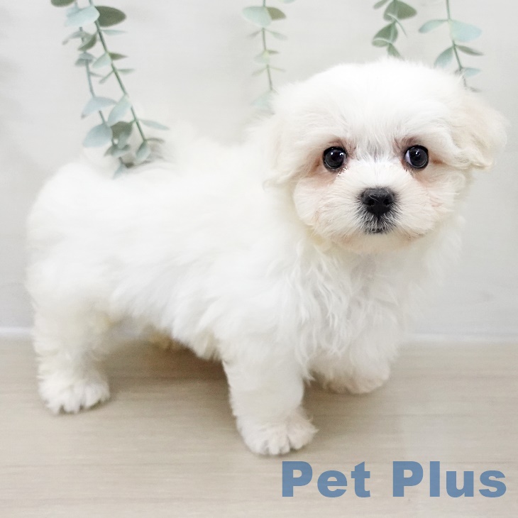 福島県のマルチーズ (ペットプラス 福島店/2025年8月22日生まれ/男の子/ホワイト)の子犬の1枚目の画像