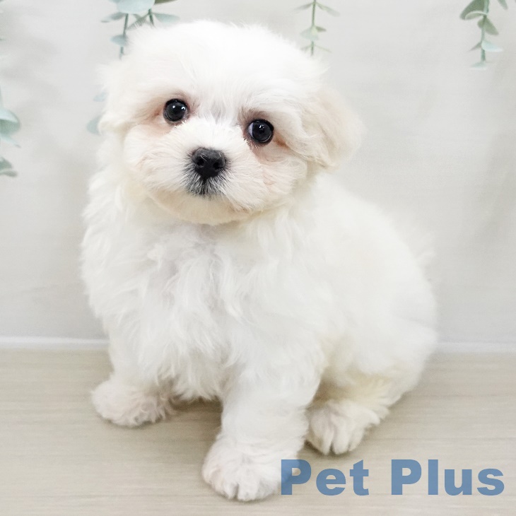 福島県のマルチーズ (ペットプラス 福島店/2025年8月22日生まれ/男の子/ホワイト)の子犬の2枚目の画像