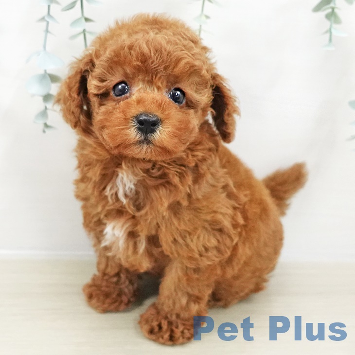 トイ・プードル