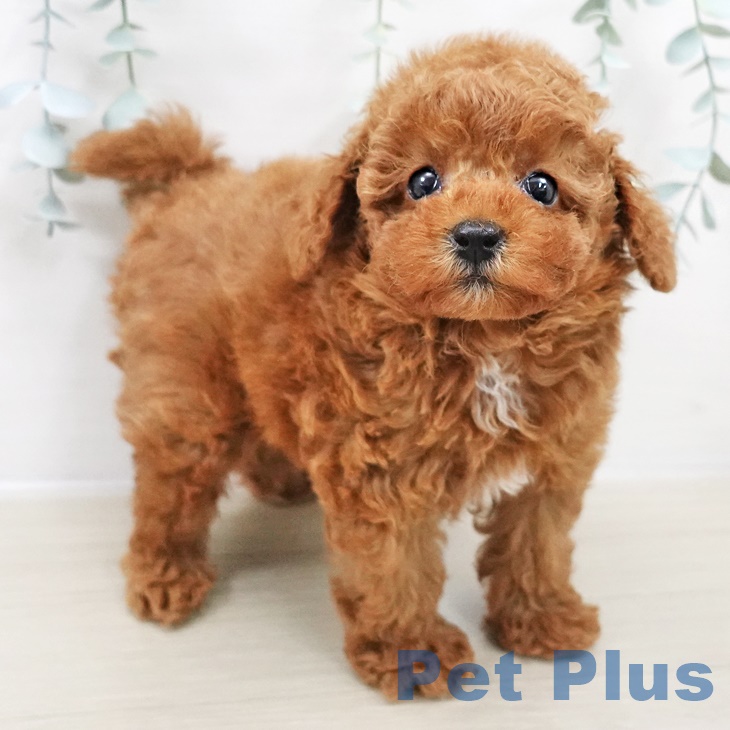 トイ・プードル