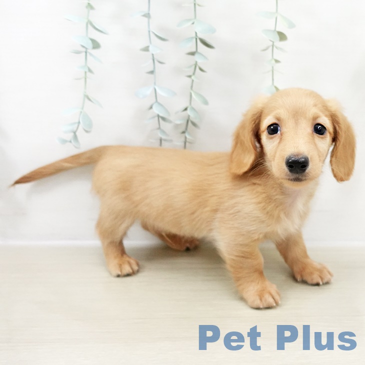 ミニチュア・ダックスフンド