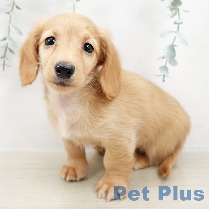 ミニチュア・ダックスフンド