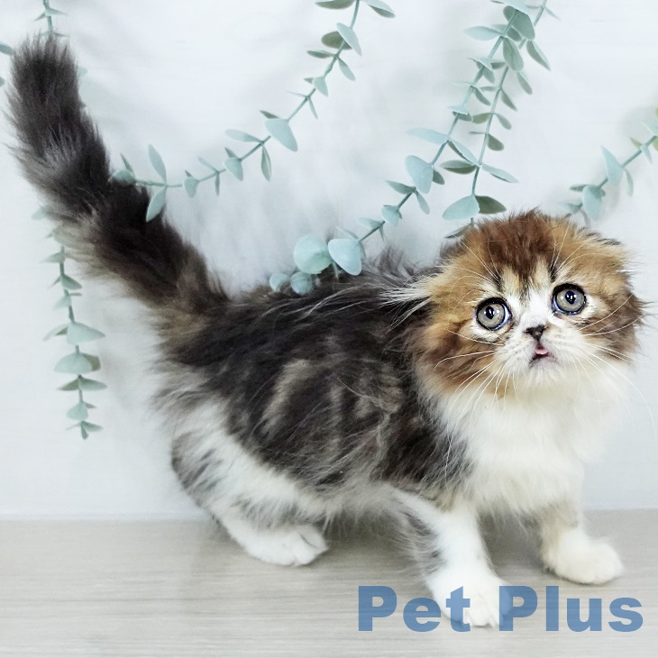 千葉県のスコティッシュフォールド (ペットプラス 柏店/2025年8月17日生まれ/男の子/ブラウンタビーホワイト)の子猫