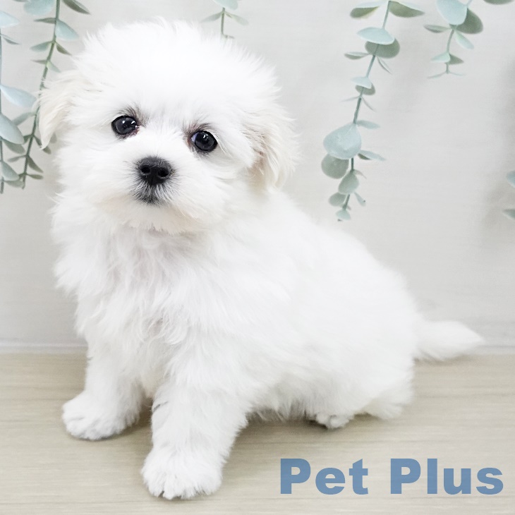 マルチーズの写真2