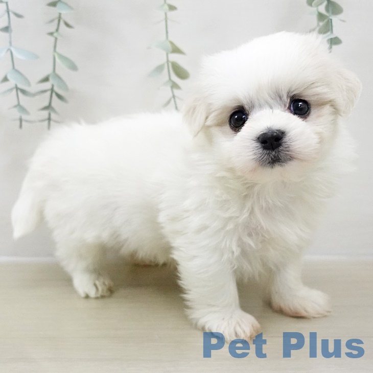 マルチーズの写真2