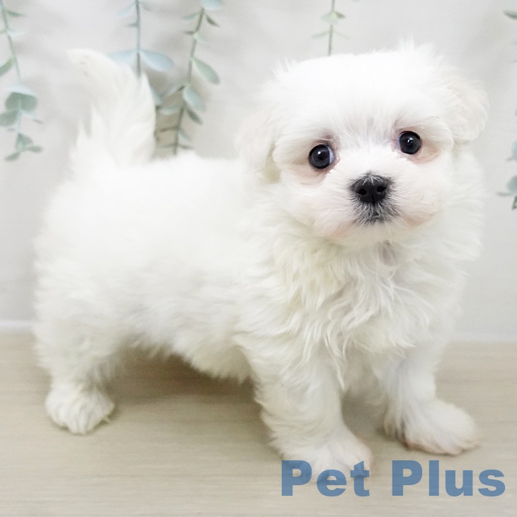 マルチーズの写真2