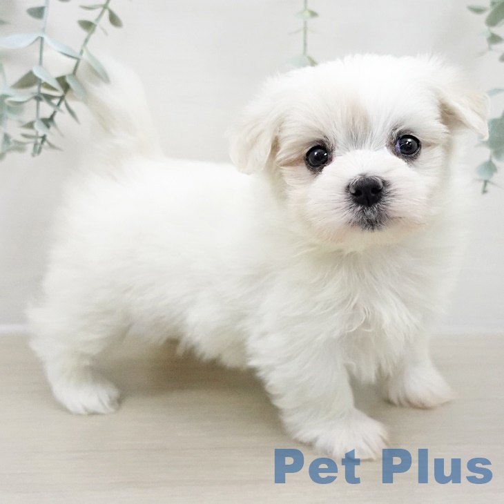 マルチーズの写真2