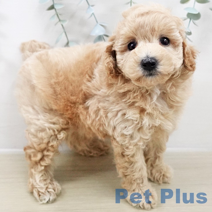 神奈川県のトイプードル(トイ) (ペットプラス 座間店/2025年8月22日生まれ/男の子/クリーム)の子犬の1枚目の画像