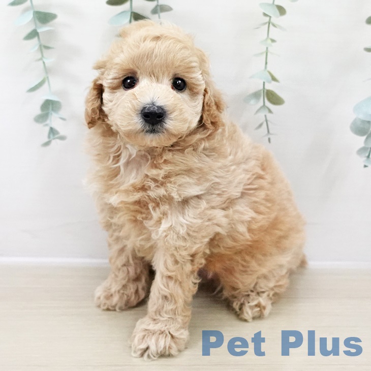 神奈川県のトイプードル(トイ) (ペットプラス 座間店/2025年8月22日生まれ/男の子/クリーム)の子犬の2枚目の画像