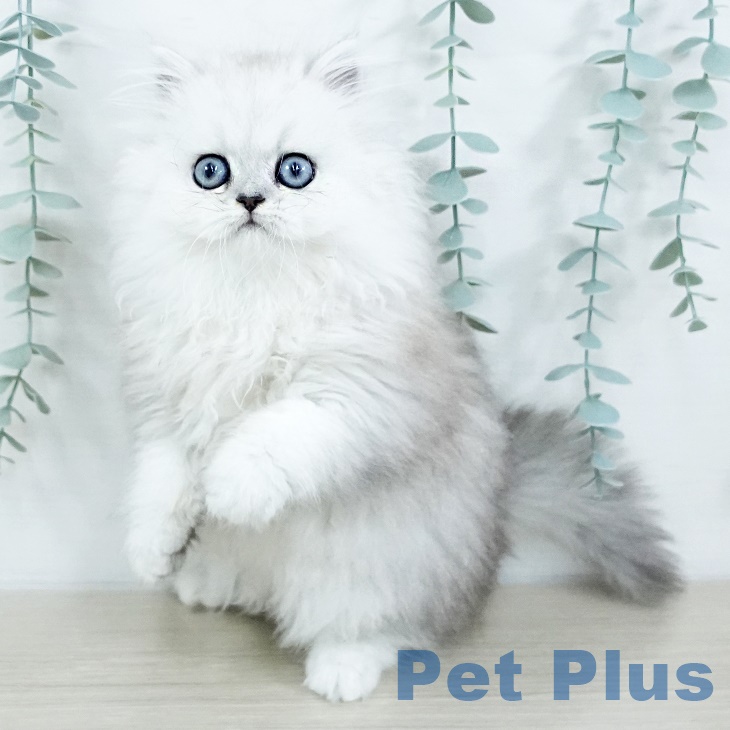 ペルシャの写真2