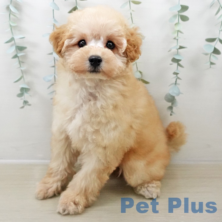 長野県のトイプードル(トイ) (ペットプラス 上田店/2025年8月23日生まれ/女の子/アプリコット)の子犬の1枚目の画像