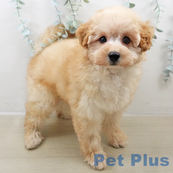 長野県のトイプードル(トイ) (ペットプラス 上田店/2025年8月23日生まれ/女の子/アプリコット)の子犬の2枚目の画像