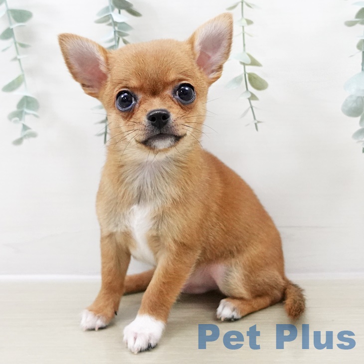 千葉県のチワワ(ロング) (ペットプラス 木更津店/2025年8月21日生まれ/男の子/レッドホワイト)の子犬の1枚目の画像