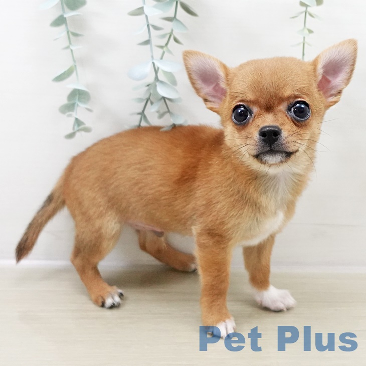 千葉県のチワワ(ロング) (ペットプラス 木更津店/2025年8月21日生まれ/男の子/レッドホワイト)の子犬の2枚目の画像