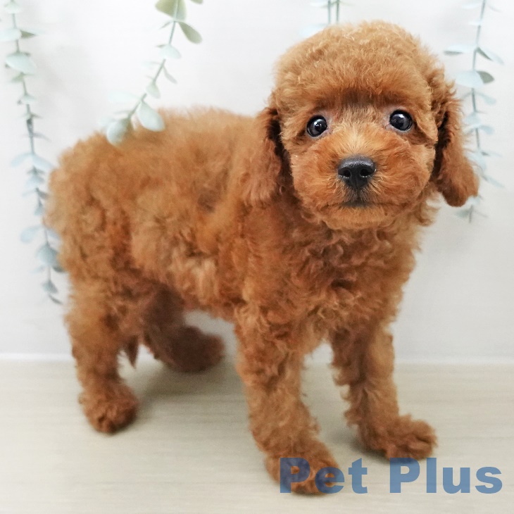 青森県のトイプードル(トイ) (ペットプラス 青森浜田店/2025年8月24日生まれ/男の子/レッド)の子犬の1枚目の画像