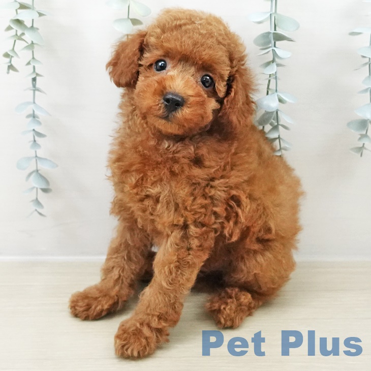 青森県のトイプードル(トイ) (ペットプラス 青森浜田店/2025年8月24日生まれ/男の子/レッド)の子犬の2枚目の画像