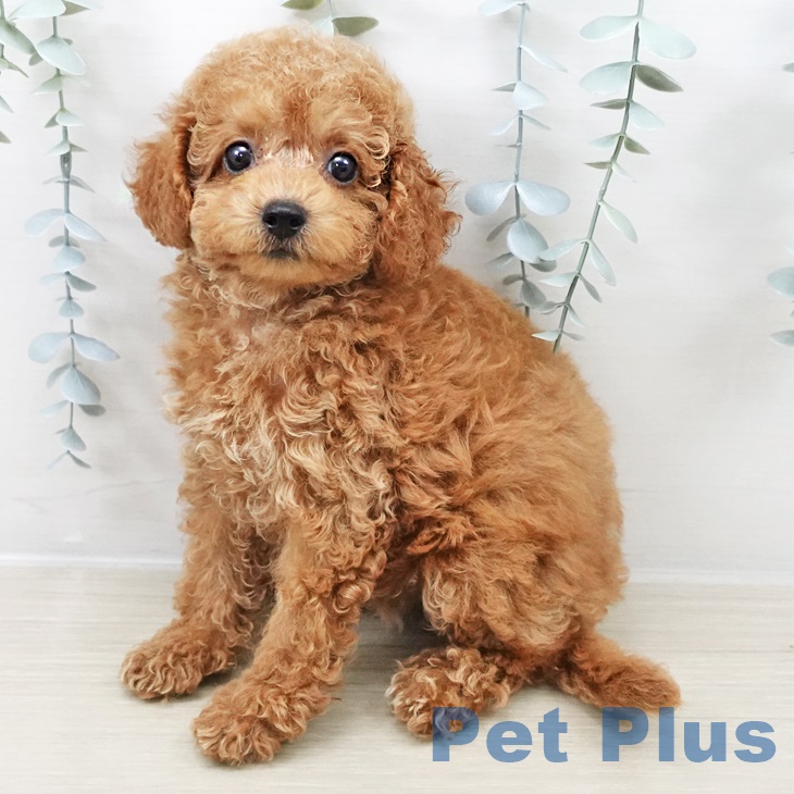 トイ・プードル