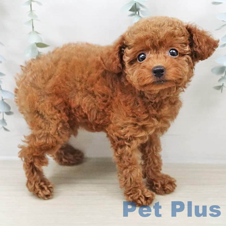 トイ・プードルの写真2