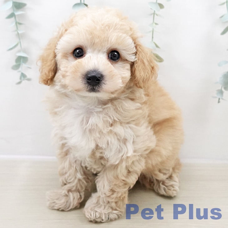 茨城県のトイプードル(トイ) (ペッツワン つくば店/2025年8月14日生まれ/男の子/アプリコット)の子犬の1枚目の画像
