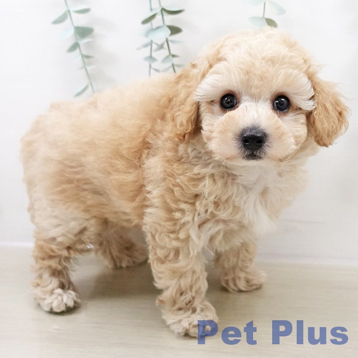 茨城県のトイプードル(トイ) (ペッツワン つくば店/2025年8月14日生まれ/男の子/アプリコット)の子犬の2枚目の画像