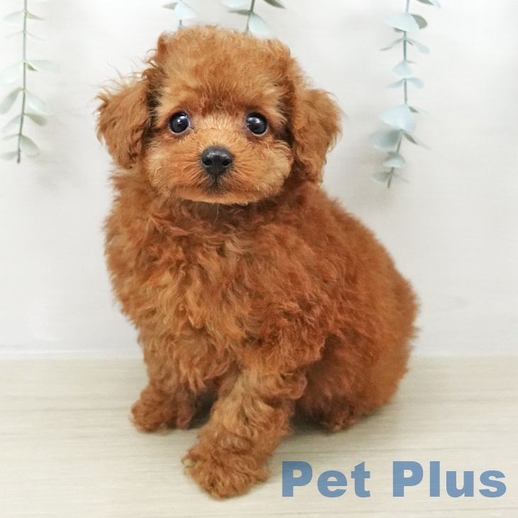 千葉県のトイプードル(トイ) (ペットプラス 八千代緑が丘店/2025年8月24日生まれ/男の子/レッド)の子犬の1枚目の画像